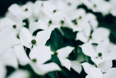 白色花瓣花的选择性聚焦摄影